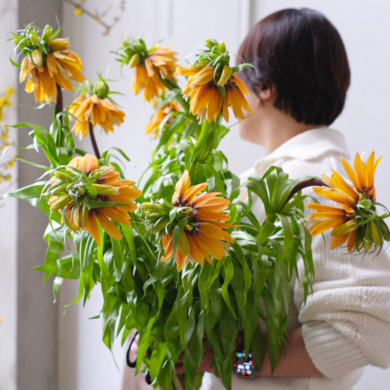 Fritillaria-Imperialis-design-by-fromsunmi