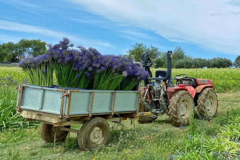 Agapanthus Eyco