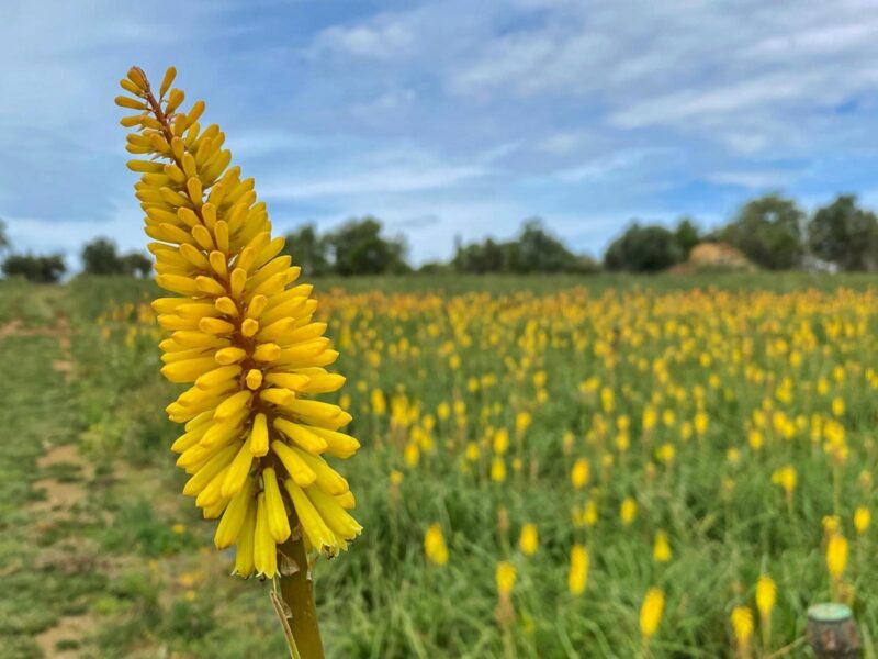 Kniphofia Eyco